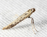 Caloptilia sp.