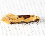0300 - Yellow Wave - Hybroma servulella
