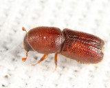 Orthotomicus caelatus