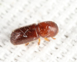 Xyleborus xylographus