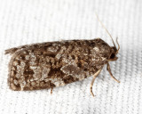 3638 - Spruce Budworm - Choristoneura fumiferana