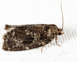 3638 - Spruce Budworm - Choristoneura fumiferana