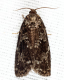 3638 - Spruce Budworm - Choristoneura fumiferana