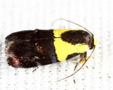 1026 - Yellow-vested Moth - Rectiostoma xanthobasis