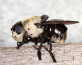 Mouse Bot Fly - Cuterebra fontinella fontinella