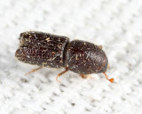 Orthotomicus caelatus