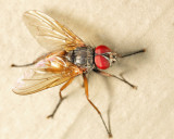 Opsodexia bicolor