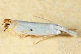 5419 - Gold-stripe Grass-veneer - Microcrambus biguttellus