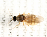 Atrichopogon sp.