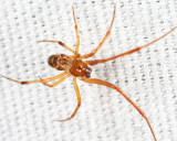 Common House Spider - Parasteatoda tepidariorum - Male