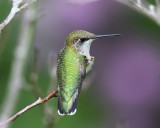 Ruby-throated Hummingbird - Archilochus colubris