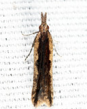 2281 - Palmerworm Moth - Dichomeris ligulella