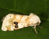 11177 - Goldenrod Flower Moth - Schinia nundina