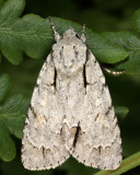 Acronicta interrupta or laetifica