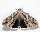8788  Yellow-gray Underwing  Catocala retecta
