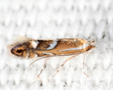 Phyllonorycter sp.