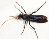 Gnamptopelta obsidianator