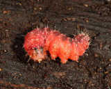 Acronicta sp.