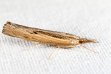 5413 - Sod Webworm Moth - Pediasia trisecta