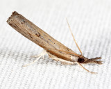 5435 - hangeable Grass-veneer Moth - Fissicrambus mutabilis