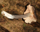 Pluteus cervinus