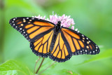 Monarch - Danaus plexippus