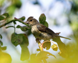 Indigo Bunting - Passerina cyanea