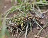 Frogs