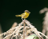 Warblers - genus Geothlypis