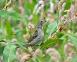 Indigo Bunting - Passerina cyanea