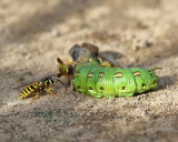 7894 - White-lined Sphinx - Hyles lineata