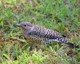 Northern Flicker - Colaptes auratus