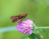 Ocola Skipper - Panoquina ocola