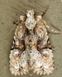 9404 - Black-banded Brocade - Oligia modica