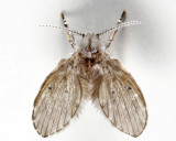 Mothflies - Psychodidae