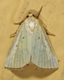 9044 - Black-Bordered Lemon Moth - Marimatha nigrofimbria