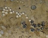 Dung-loving Birds Nest Fungus - Cyathus stercoreus