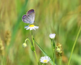 Eastern Tailed-Blue - Cupido comyntas