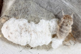 8316 - White-marked Tussock Moth - Orgyia leucostigma
