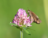 Ocola Skipper - Panoquina ocola