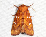 9482 - Osmunda Borer - Papaipema speciosissima