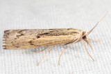 5413 - Sod Webworm - Pediasia trisecta