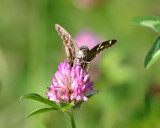 Long-tailed Skipper - Urbanus proteus