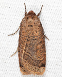11045 - Blueberry Budworm Moth - Abagrotis anchocelioides