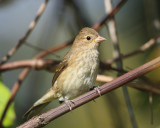 Indigo Bunting - Passerina cyanea