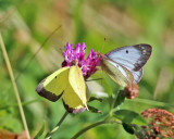 Clouded Sulphurs - Colias philodice