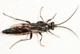 Coelichneumon eximius