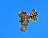 Coopers Hawk - Accipiter cooperii