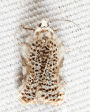 3517 - Bent-wing Acleris - Acleris subnivana