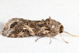 9669 - Yellow-striped Armyworm - Spodoptera ornithogalli